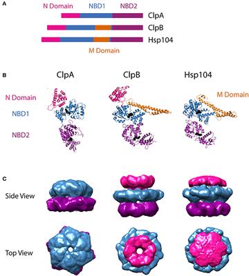 Comparative Analysis of the Structure and Function of AAA+ Motors ClpA, ClpB, and Hsp104: Common Threads and Disparate Functions